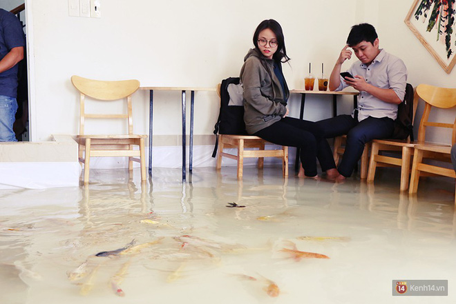 Chủ quán cafe Sài Gòn cho khách cởi giày, ngâm chân dưới hồ cá: Có nội quy cho khách, chúng tôi còn cử 8 nhân viên túc trực 24/24 theo dõi cá - Ảnh 8. Chủ quán cafe Sài Gòn cho khách cởi giày, ngâm chân dưới hồ cá: 'Có nội quy cho khách, chúng tôi còn cử 8 nhân viên túc trực 24/24 theo dõi cá' 8