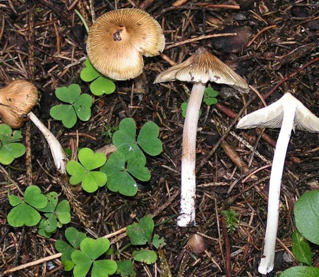 3 mẹ con nguy kịch, tử vong do ăn nấm: Cảnh báo những loại nấm có độc tuyệt đối không ăn - Ảnh 6.