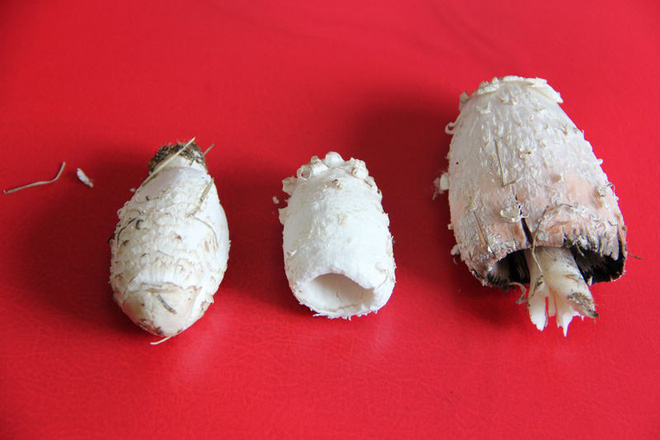 3 mẹ con nguy kịch, tử vong do ăn nấm: Cảnh báo những loại nấm có độc tuyệt đối không ăn - Ảnh 10.
