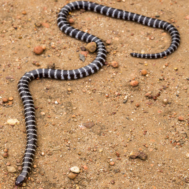 Vừa tìm thấy loài rắn độc mới nhất trên Trái Đất, nhà khoa học đã đưa ra tuyên bố kỳ lạ - Ảnh 1.