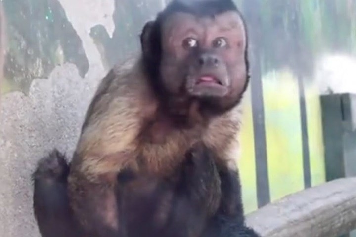 Trung Quốc: Chú khỉ nổi tiếng MXH vì có gương mặt thất thần giống hệt người vừa thua độ World Cup 1