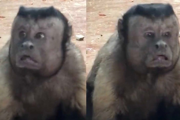 Trung Quốc: Chú khỉ nổi tiếng MXH vì có gương mặt thất thần giống hệt người vừa thua độ World Cup - Ảnh 2.