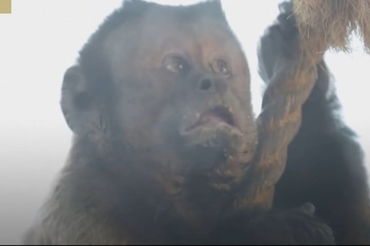 Trung Quốc: Chú khỉ nổi tiếng MXH vì có gương mặt thất thần giống hệt người vừa thua độ World Cup - Ảnh 4.