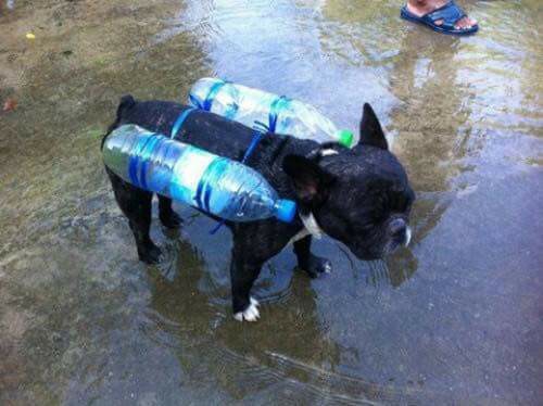 Hình ảnh chú chó với chiếc phao tự chế và câu chuyện phía sau về mưa lũ miền Trung khiến nhiều người nhói lòng - Ảnh 2.