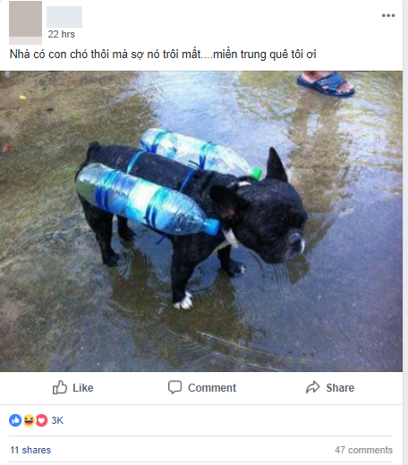 Hình ảnh chú chó với chiếc phao tự chế và câu chuyện phía sau về mưa lũ miền Trung khiến nhiều người nhói lòng 1