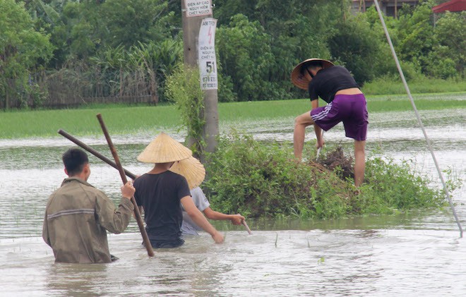 Người dân Nghệ An bơi trong lũ đánh cá, săn bắt chuột làm thức ăn - Ảnh 7.