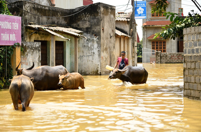 Sau 1 tuần mưa, người Hà Nội dùng thuyền tự chế, bơi trong dòng nước ngập ao bèo về nhà - Ảnh 10.