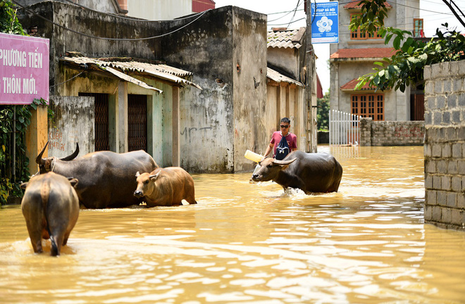 Sau 1 tuần mưa, người Hà Nội dùng thuyền tự chế, bơi trong dòng nước ngập ao bèo về nhà - Ảnh 10. Sau 1 tuần mưa, người Hà Nội dùng thuyền tự chế, bơi trong dòng nước ngập ao bèo về nhà 9