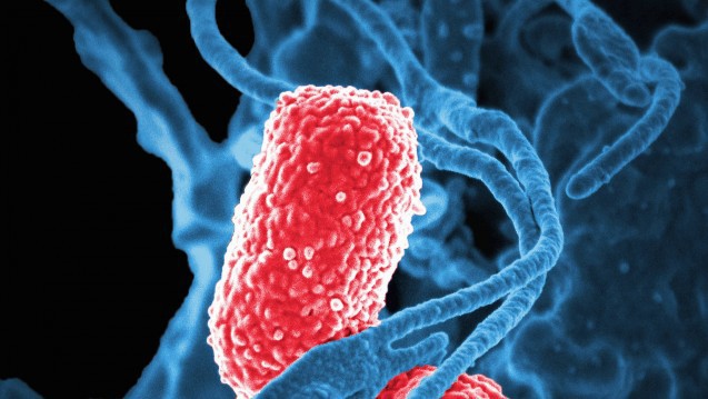Vi khuẩn vô hại trong ruột biến thành dạng ăn thịt người, giết chết 5 bệnh nhân Trung Quốc từ đầu năm tới nay 2