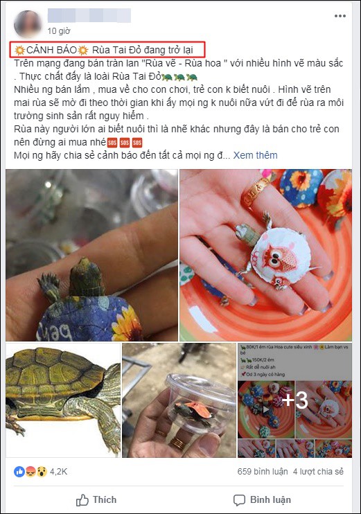 Nở rộ trào lưu bán rùa mini sơn đủ màu trên mạng xã hội, 'Nhà Rùa học' Hà Đình Đức lên tiếng cảnh báo 17