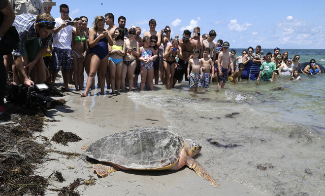 Tìm ra nguyên nhân khiến gần 300 con rùa biển chết hàng loạt tại bờ biển Florida 3