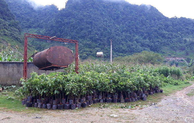 Bộ đội giúp dân trồng cây bơ giữa sào huyệt ma túy ở Lóng Luông - Ảnh 4.