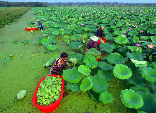 24h qua ảnh: Bể bơi đông đặc người giữa nắng nóng khủng khiếp ở Hàn Quốc - Ảnh 2.