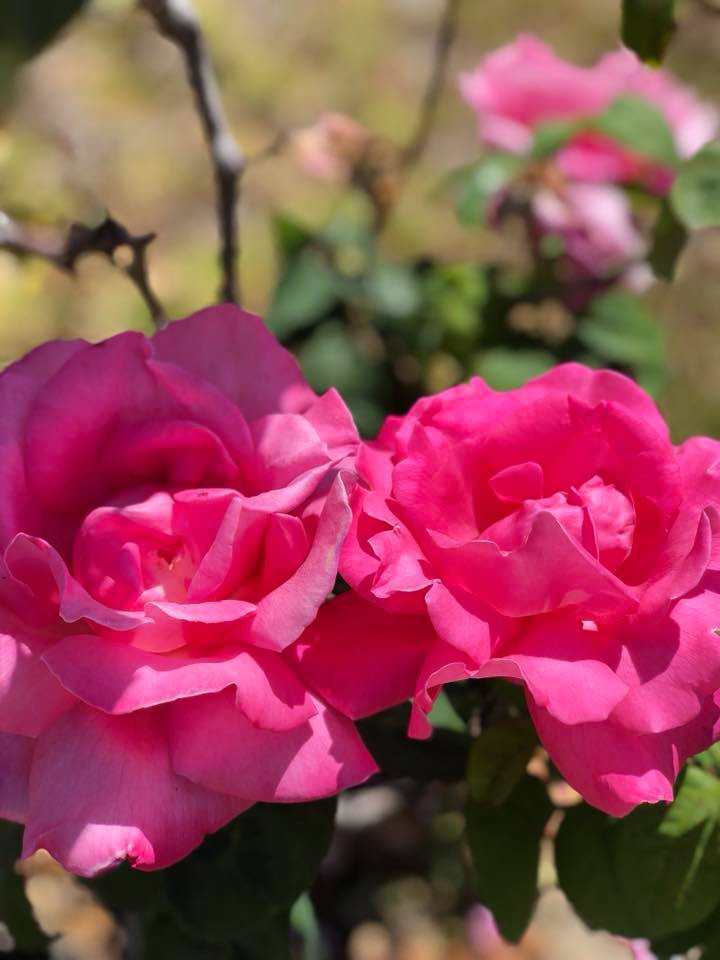 Khu vườn ngọt ngào với hoa hồng và cây trái sai trĩu trên đất Mỹ của Hoa hậu Dương Mỹ Linh - Ảnh 13.