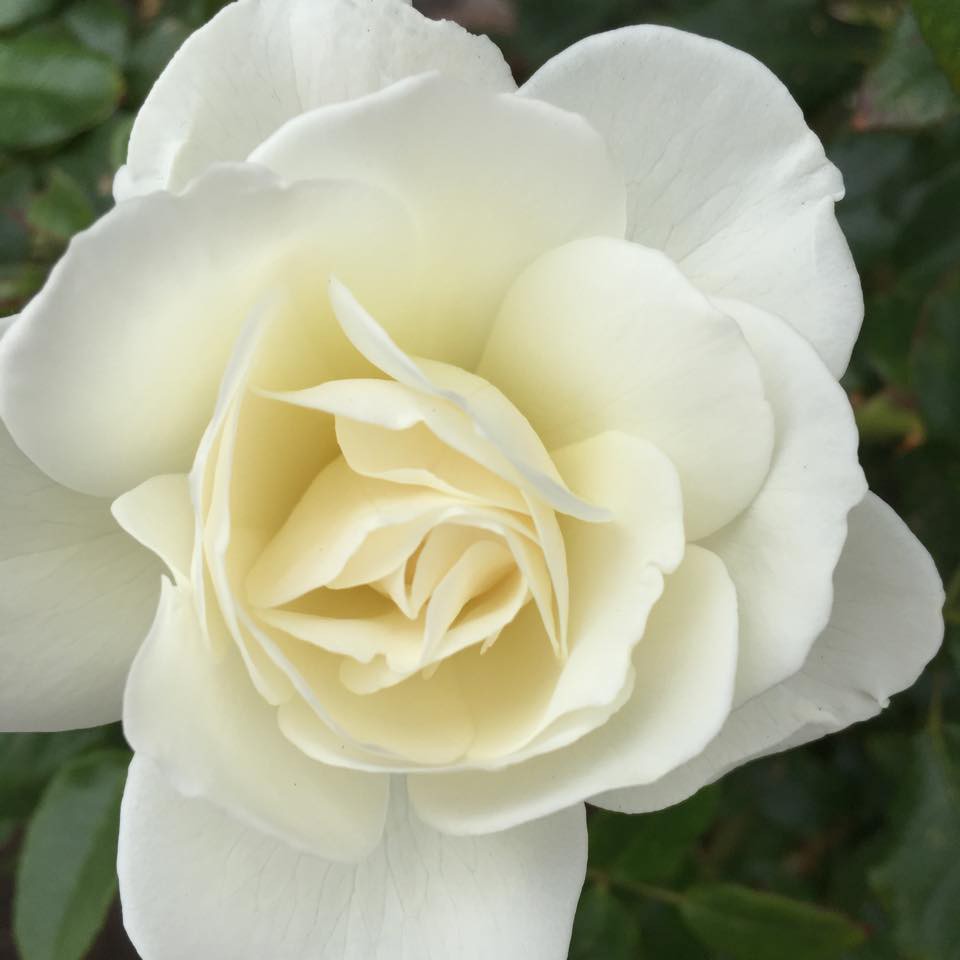 Khu vườn ngọt ngào với hoa hồng và cây trái sai trĩu trên đất Mỹ của Hoa hậu Dương Mỹ Linh - Ảnh 12.