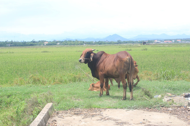 Chuyện lạ ở Quảng Bình: Muốn cho trâu bò ra đồng ăn cỏ phải nộp phí - Ảnh 1.