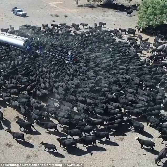 Úc: Khát khô cổ, hàng trăm con bò bủa vây xe tải chở nước trong đợt hạn hán khủng khiếp - Ảnh 2.