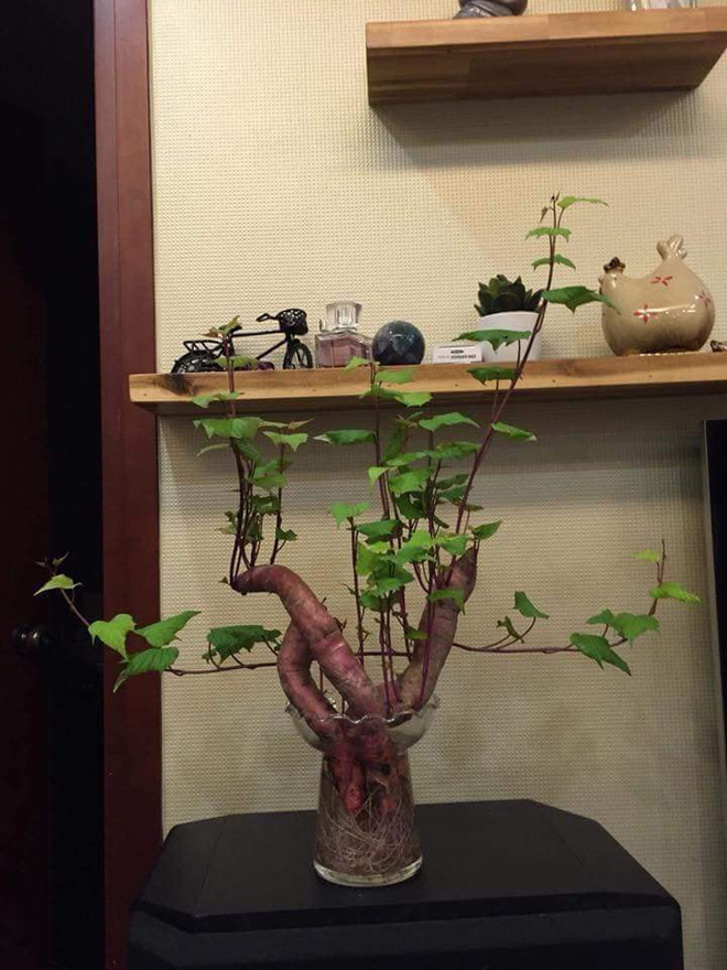 Đam mê bonsai nhưng kinh tế eo hẹp, cô nàng trồng củ khoai lang và đem lại kết quả bất ngờ - Ảnh 2.