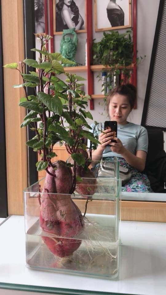 Đam mê bonsai nhưng kinh tế eo hẹp, cô nàng trồng củ khoai lang và đem lại kết quả bất ngờ - Ảnh 3.