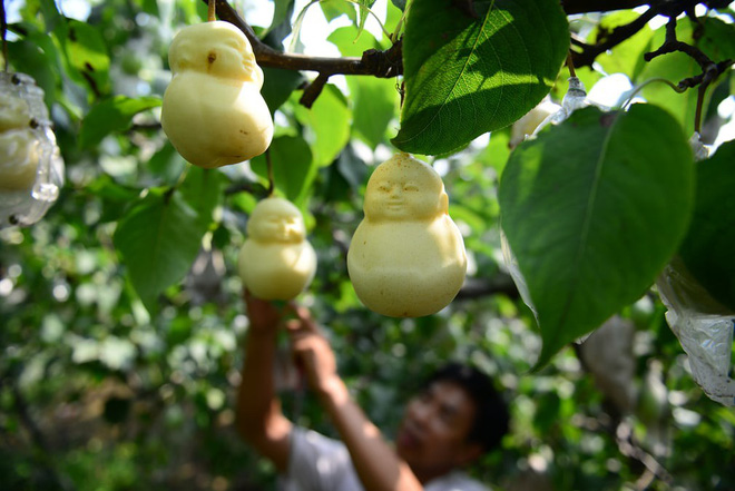 24h qua ảnh: Nông dân trồng lê hình Phật độc đáo ở Trung Quốc 3
