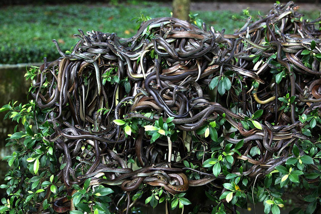 Hòn đảo nguy hiểm bậc nhất thế giới, cấm con người đặt chân lên tại Brazil: 1 mét vuông 5 con rắn - Ảnh 2.