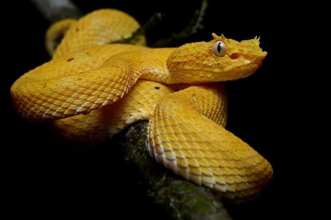 Hòn đảo nguy hiểm bậc nhất thế giới, cấm con người đặt chân lên tại Brazil: 1 mét vuông 5 con rắn - Ảnh 3.