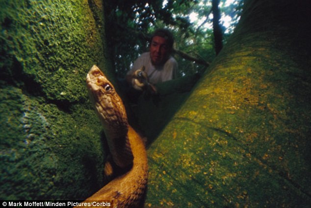 Hòn đảo nguy hiểm bậc nhất thế giới, cấm con người đặt chân lên tại Brazil: 1 mét vuông 5 con rắn - Ảnh 4.