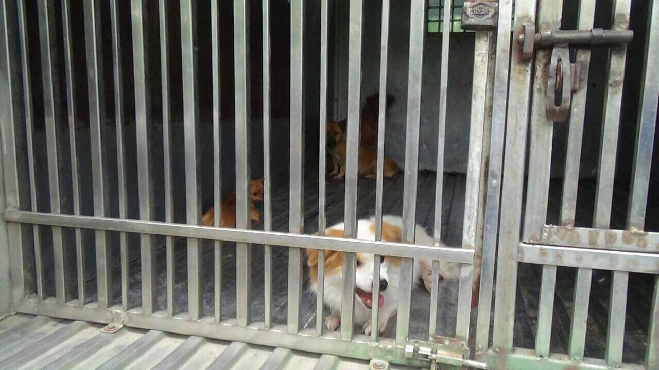 Trung tâm Sài Gòn ra quân bắt chó thả rông: 5 con chó bị tóm cổ, chủ nhân bị phạt ít nhất 1,4 triệu đồng - Ảnh 2.