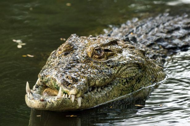Chuyện đời chàng cá sấu móm: Thất bại trong trận huyết chiến với đồng loại, may mắn sống sót với cái mồm chẳng giống ai 1