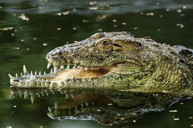 Chuyện đời chàng cá sấu móm: Thất bại trong trận huyết chiến với đồng loại, may mắn sống sót với cái mồm chẳng giống ai 2