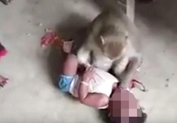 Con khỉ ngang nhiên lẻn vào nhà để bắt cóc trẻ em trong làng 1