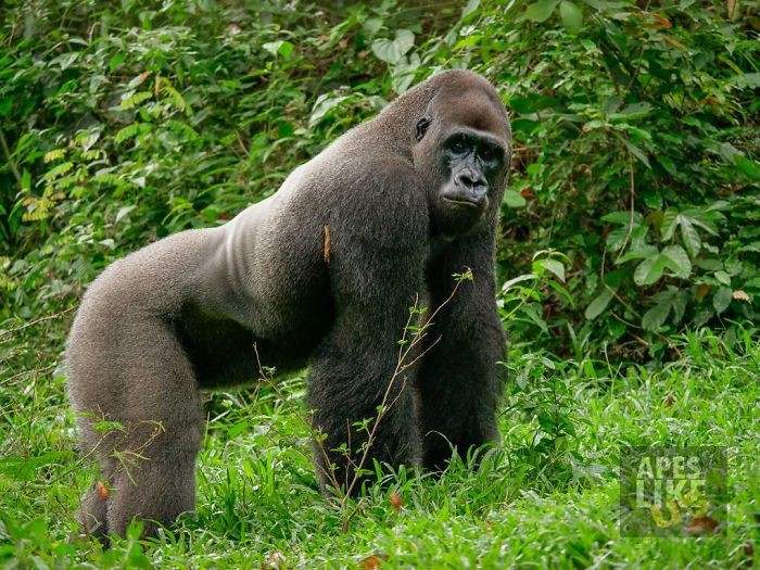 Tan chảy với tình bạn kì lạ nơi hoang dã của chú Gorilla khổng lồ và người bạn tí hon - Ảnh 1.