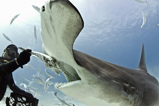 Xác nhận loài cá mập đầu tiên trong lịch sử biết... ăn chay mà vẫn sống khỏe mạnh 2
