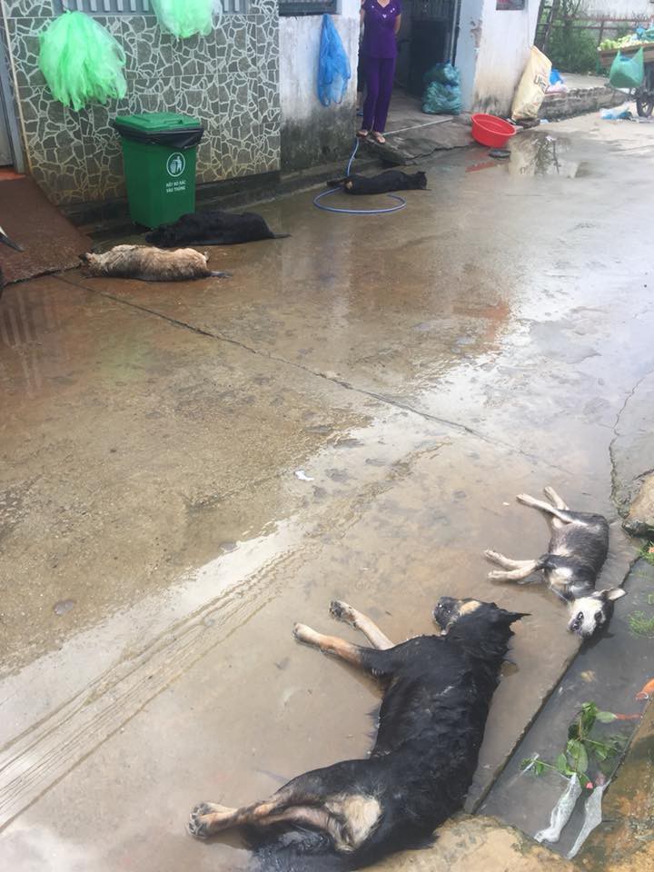 Hình ảnh hàng chục chú chó của cả xóm bị kẻ xấu đánh bả chết trong đêm khiến nhiều người phẫn nộ - Ảnh 2.