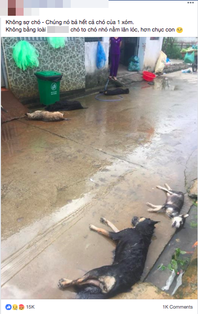 Hình ảnh hàng chục chú chó của cả xóm bị kẻ xấu đánh bả chết trong đêm khiến nhiều người phẫn nộ 1