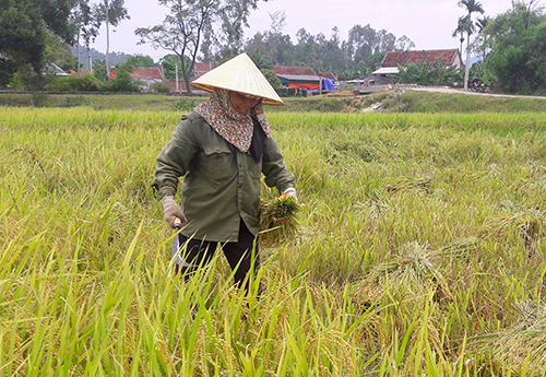 Hà Tĩnh: Xuất hiện giang hồ bảo kê  máy gặt lúa chặt chém nông dân mùa lũ 3