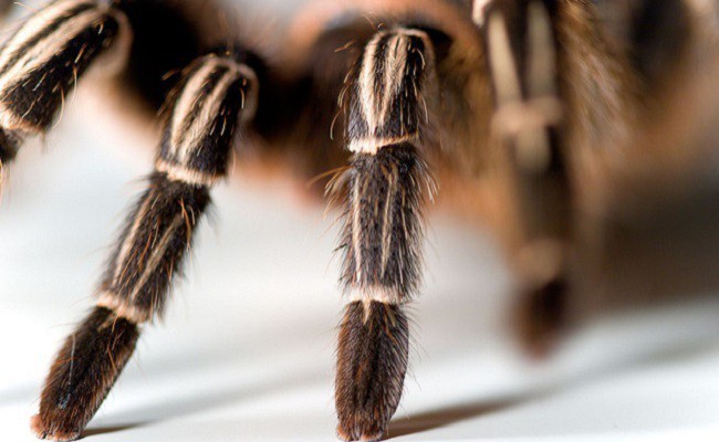Viện bảo tàng bị trộm mất hơn 7.000 loài côn trùng và nhện kinh dị nhất, và lý do đằng sau thật bất ngờ 1