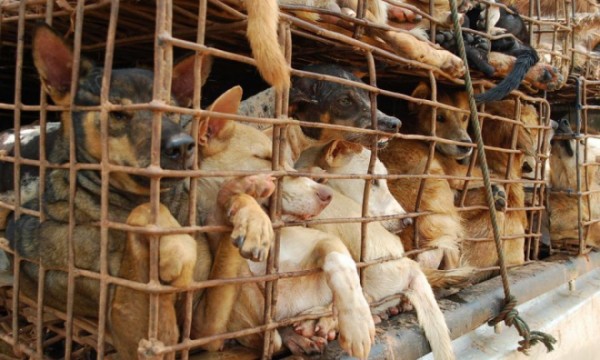 Góc nhìn thú vị của nhiều báo lớn quốc tế về vấn đề ăn thịt chó tại Việt Nam - Ảnh 4.