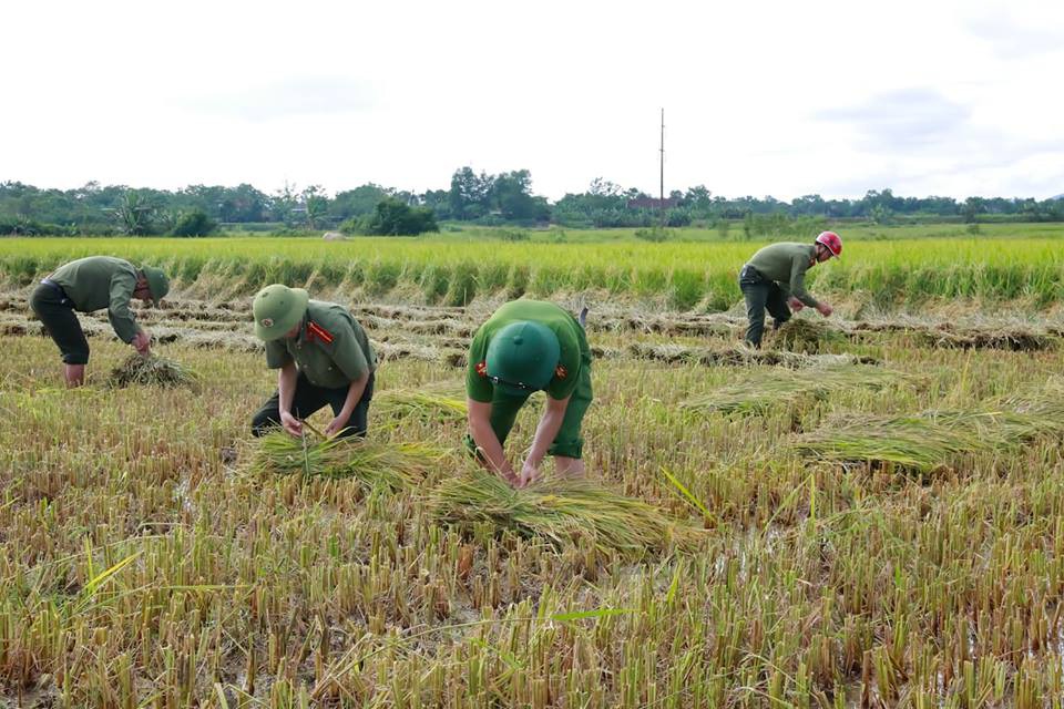 Công an giúp người dân di dời nhà cửa, gặt lúa “chạy” bão Mangkhut - Ảnh 3.