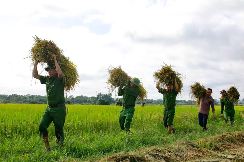 Công an giúp người dân di dời nhà cửa, gặt lúa “chạy” bão Mangkhut 4 Công an giúp người dân di dời nhà cửa, gặt lúa “chạy” bão Mangkhut 4