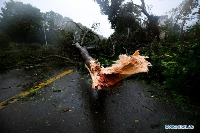 TQ: Vua bão Mangkhut quật vỡ cửa sổ, đánh bật gốc cây, làm thương vong hàng trăm người - Ảnh 10.