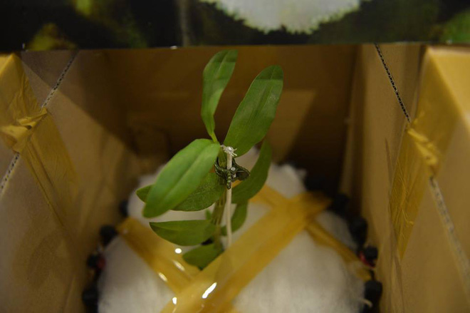 Cận cảnh gốc lan Giã Hạc 5 cánh trắng có giá gần 7 tỉ đồng ở Đà Nẵng - Ảnh 7.