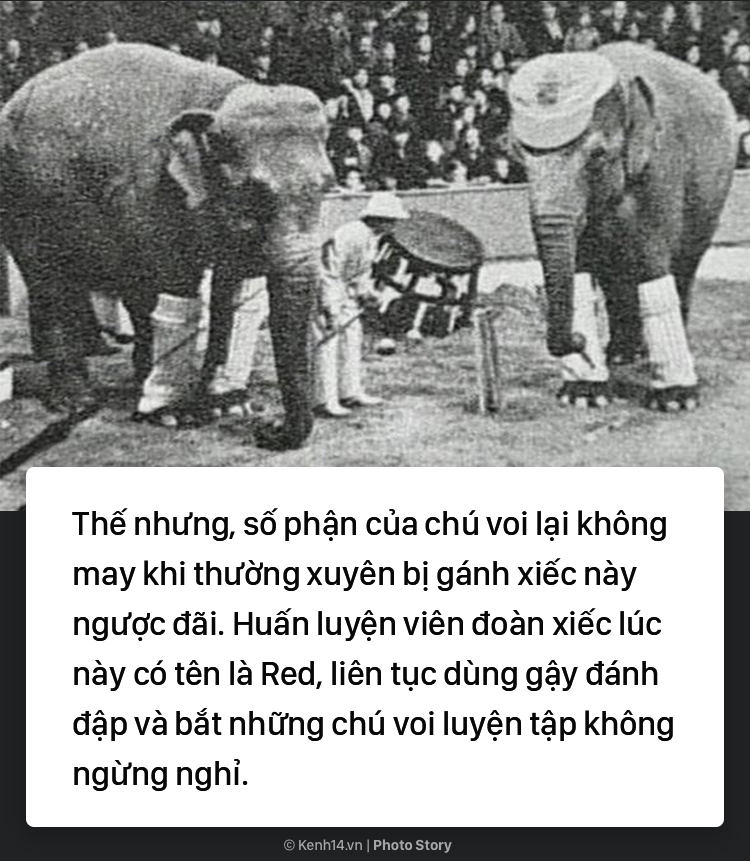Câu chuyện chấn động thế giới: Chú voi trong rạp xiếc bị treo cổ vì giết người da trắng - Ảnh 3. Câu chuyện chấn động thế giới: Chú voi trong rạp xiếc bị treo cổ vì giết người da trắng 2