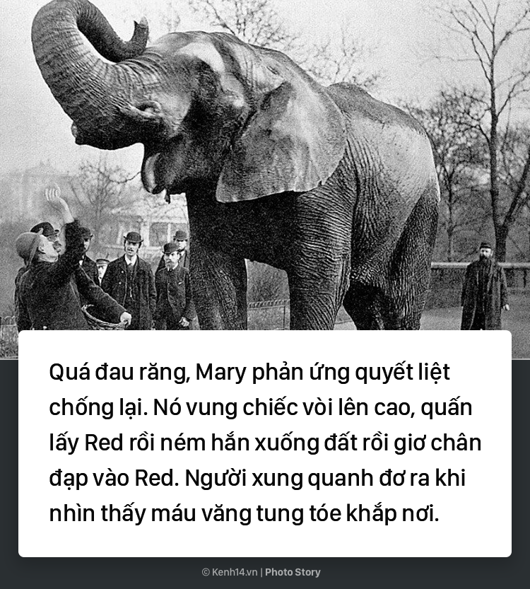 Câu chuyện chấn động thế giới: Chú voi trong rạp xiếc bị treo cổ vì giết người da trắng - Ảnh 7. Câu chuyện chấn động thế giới: Chú voi trong rạp xiếc bị treo cổ vì giết người da trắng 4