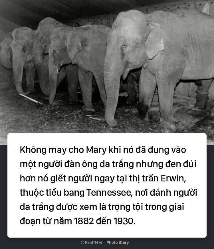 Câu chuyện chấn động thế giới: Chú voi trong rạp xiếc bị treo cổ vì giết người da trắng - Ảnh 9. Câu chuyện chấn động thế giới: Chú voi trong rạp xiếc bị treo cổ vì giết người da trắng 5