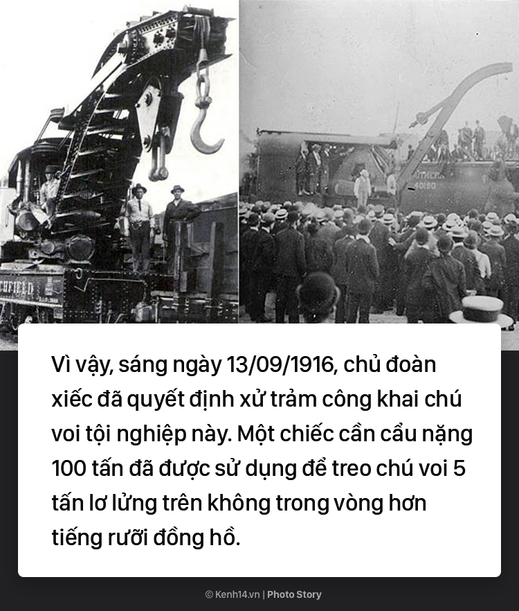 Câu chuyện chấn động thế giới: Chú voi trong rạp xiếc bị treo cổ vì giết người da trắng - Ảnh 11. Câu chuyện chấn động thế giới: Chú voi trong rạp xiếc bị treo cổ vì giết người da trắng 6