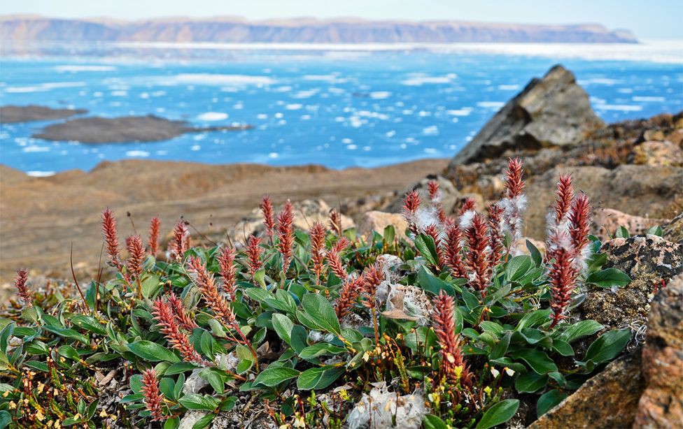 Hiện tượng bất ngờ đang xảy ra với thực vật ở Bắc Cực cho thấy ảnh hưởng ngày càng lớn của biến đổi khí hậu - Ảnh 1.