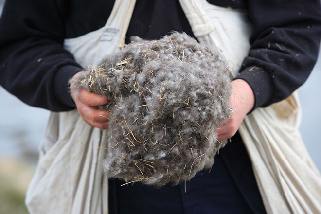 Bạn có tin một chiếc chăn làm bằng lông vịt mà có giá lên đến 350 triệu đồng? 6