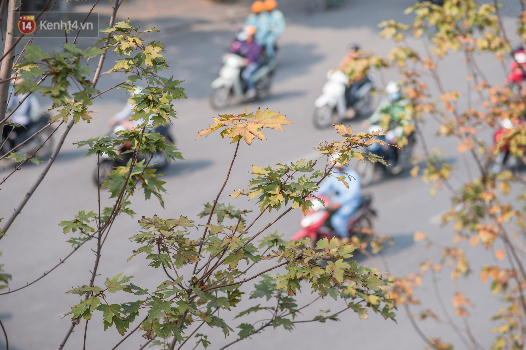 Hàng cây phong lá đỏ củi khô trước đây đã nhuộm sắc vàng đầu thu Hà Nội - Ảnh 13.