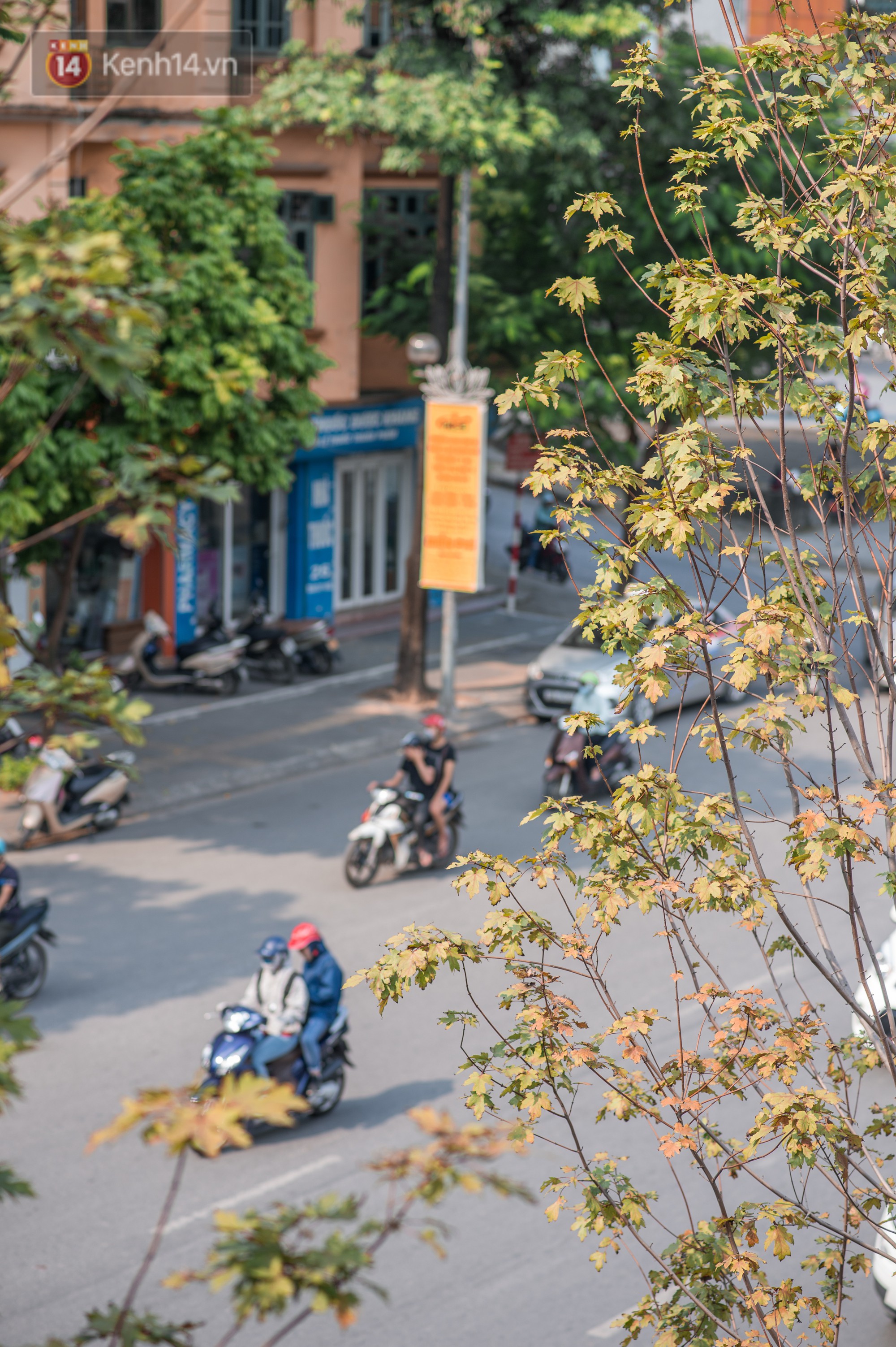 Hàng cây phong lá đỏ củi khô trước đây đã nhuộm sắc vàng đầu thu Hà Nội - Ảnh 7. Hàng cây phong lá đỏ 'củi khô' trước đây đã nhuộm sắc vàng đầu thu Hà Nội 6
